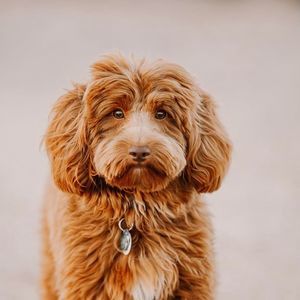 Meet your Posher, Pamela